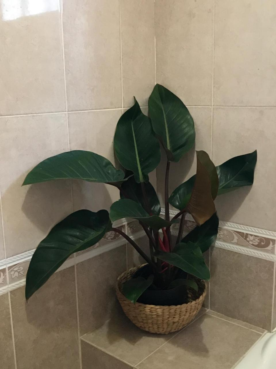 Gia Hung Motel Vung Tau Exteriör bild